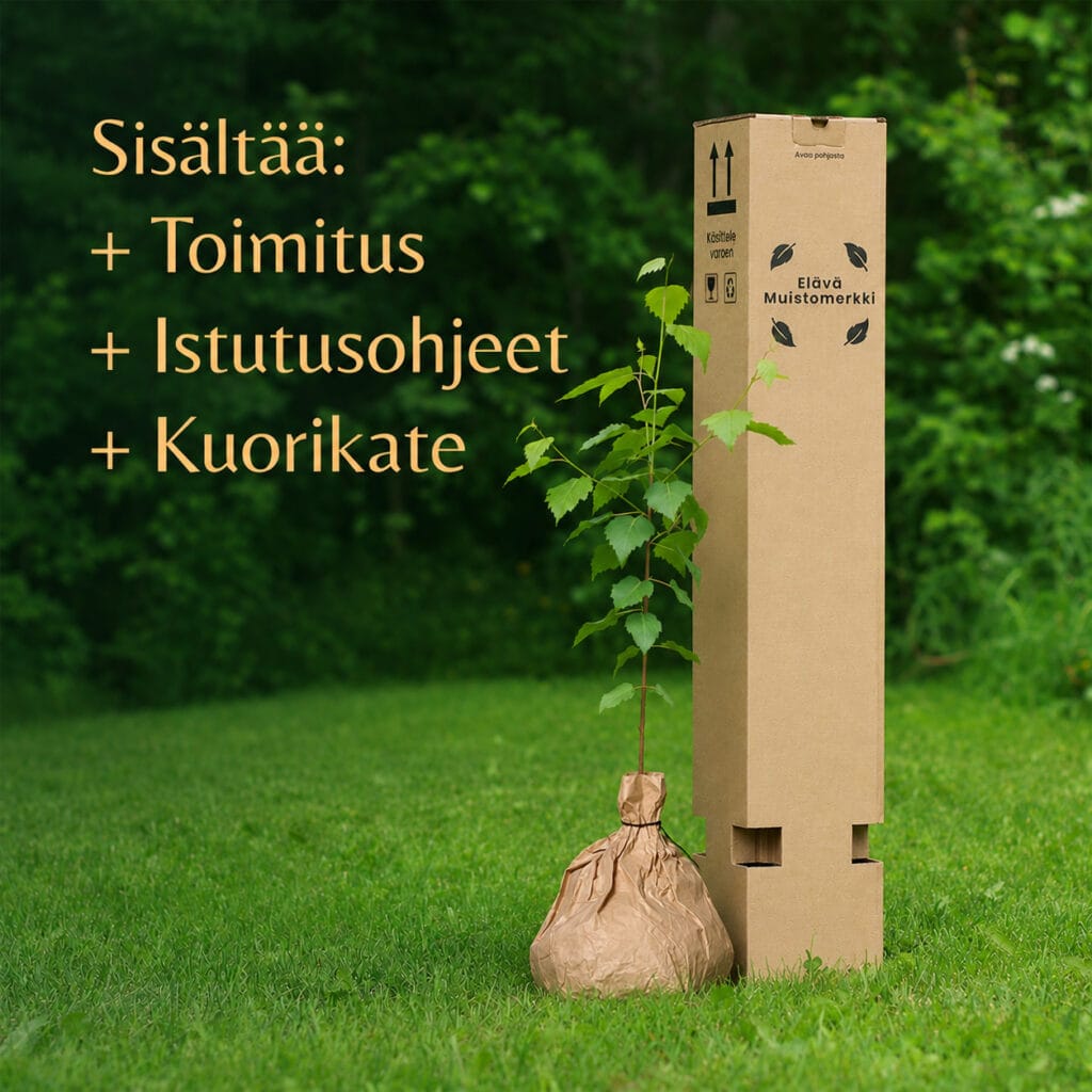 Muistopuu_koivu_taimipaakku_ja_kuorikate_tuotelaatikon_vieressä_sisältää_toimitus_istutusohjeet_kuorikate